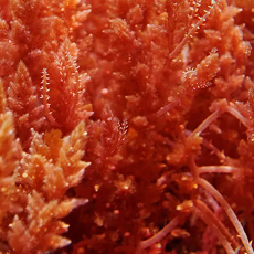 Alga Roja