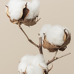 Arabian Cotton