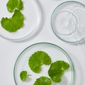 Centella asiática