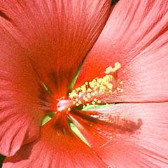 Extracto de hibiscus