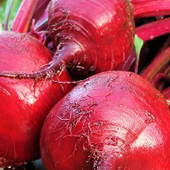 Extracto de remolacha de jardín