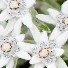 Flor de Edelweiss
