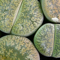 Nectaria Lithops