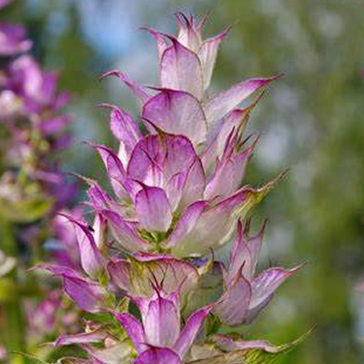 Salvia Esclarea